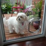 Dog Doors & Cat Doors