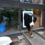 Dog Doors & Cat Doors